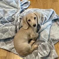 Dachshund puppy on blanket photo
