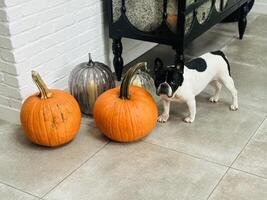Frenchie with pumpkins photo