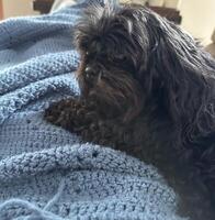 Black puppy on lap photo