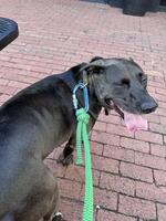 Black dog smiling with tongue out photo