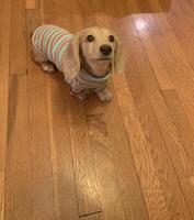 Dachshund puppy in sweater photo