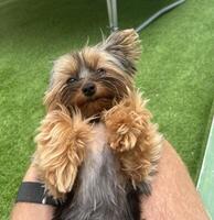 Little Yorkie on Lap photo