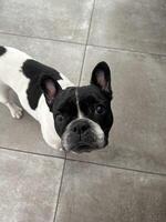 Frenchie puppy dog photo