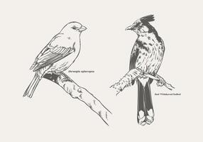 Detailed Hand-Drawn Birds Thraupis episcopus and Red-Whiskered Bulbul on Floral Branches vector