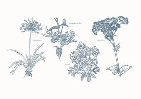 Hand-Drawn Botanical Frame Featuring Agapanthus, African Lily, and Ageratum Flowers vector