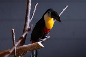 Channel-billed toucan sitting on the branch in indoor zoo. photo