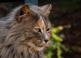 A Majestic Cat, adorned with earthy textures, is beautifully captured in sunlights glow photo