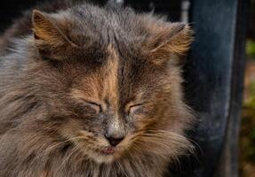 close up shot of a furry cat that seems to be sleeping and resting in the open air photo