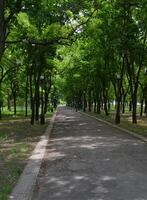 A serene park pathway surrounded by tall green trees on a sunny day. The pathway is paved and lined with street lamps, creating a tranquil setting perfect for a peaceful walk or relaxation. photo