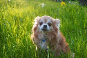 Small red chihuahua dog sits in green grass in the rays of the setting sun photo
