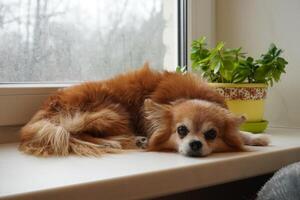 Chihuahua dog lies on the windowsill by the window. Cloudy, rainy, gray day. Portrait of a sad dog. Home comfort. photo