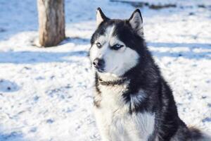 Muzzle of Siberian Husky dog on snow background on bright sunny day photo