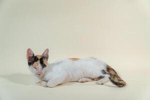 Close-up of an adult domestic cat relaxing on a white background. The photo concept of a white cat with patterns posing lazily on a white background, looks very relaxed and cute