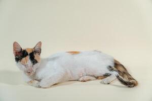 Close-up of an adult domestic cat relaxing on a white background. The photo concept of a white cat with patterns posing lazily on a white background, looks very relaxed and cute