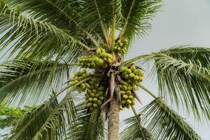 Close-up of a coconut tree in a village that has dozens of coconuts ready to be harvested. Coconut tree with green leaves and coconuts in groups photo