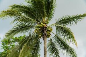 Close-up of a coconut tree in a village that has dozens of coconuts ready to be harvested. Coconut tree with green leaves and coconuts in groups photo