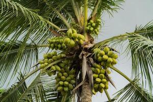 Close-up of a coconut tree in a village that has dozens of coconuts ready to be harvested. Coconut tree with green leaves and coconuts in groups photo