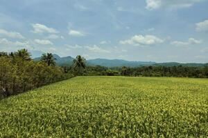 A very large rice field area with a backdrop of hills and trees on a sunny day. green rice fields in a beautiful and calm village with a blue sky as a background, so beautiful and peaceful photo