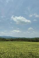 A very large rice field area with a backdrop of hills and trees on a sunny day. green rice fields in a beautiful and calm village with a blue sky as a background, so beautiful and peaceful photo