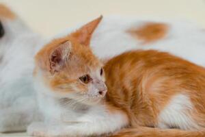 Close-up of a domestic kitten relaxing on a white background. The photo concept of an orange kitten posing lazily and leaning against its mother, looks very relaxed and cute