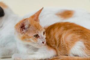 Close-up of a domestic kitten relaxing on a white background. The photo concept of an orange kitten posing lazily and leaning against its mother, looks very relaxed and cute