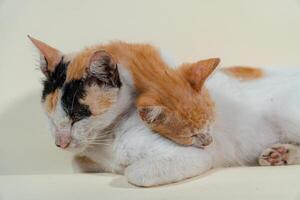 Close-up of a domestic kitten relaxing on a white background. The photo concept of an orange kitten posing lazily and leaning against its mother, looks very relaxed and cute
