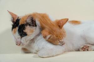 Close-up of a domestic kitten relaxing on a white background. The photo concept of an orange kitten posing lazily and leaning against its mother, looks very relaxed and cute