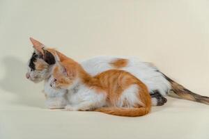 Close-up of a domestic kitten relaxing on a white background. The photo concept of an orange kitten posing lazily and leaning against its mother, looks very relaxed and cute