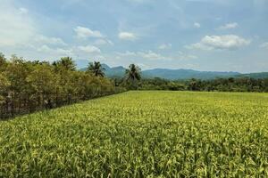 A very large rice field area with a backdrop of hills and trees on a sunny day. green rice fields in a beautiful and calm village with a blue sky as a background, so beautiful and peaceful photo