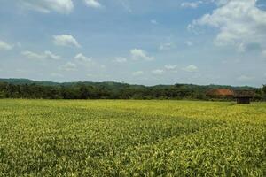 A very large rice field area with a backdrop of hills and trees on a sunny day. green rice fields in a beautiful and calm village with a blue sky as a background, so beautiful and peaceful photo