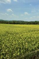 A very large rice field area with a backdrop of hills and trees on a sunny day. green rice fields in a beautiful and calm village with a blue sky as a background, so beautiful and peaceful photo