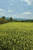 A very large rice field area with a backdrop of hills and trees on a sunny day. green rice fields in a beautiful and calm village with a blue sky as a background, so beautiful and peaceful photo
