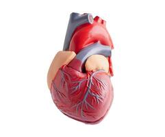Heart human model isolated on white background with clipping path copy space, Cardiovascular disease CDV. photo