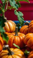 Closeup of a Pile of Pumpkins with Green Leaves photo
