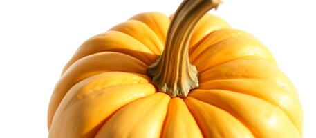 Close-up of Pumpkin's Stem and Texture photo