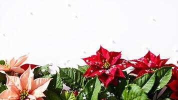 Festive Poinsettia Blooms with White Snowflakes photo