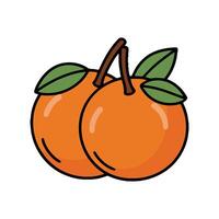 Two oranges are shown on a white background vector