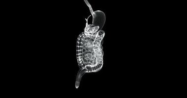 holograma tela 3d do ampla e pequeno intestino do a humano corpo - ciclo video