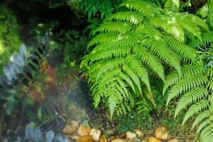 Fern plant green leaf fresh cool in the garden with copy space for text, Natural ecosystem good ecology background. photo