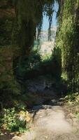 A serene forest path surrounded by vibrant greenery video
