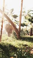 ensoleillement radieux par le des arbres video