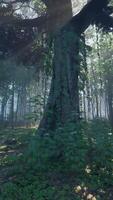 Sunlight rays pour through leaves in a rainforest video