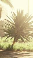 Palm leaf illuminated by a sun ray in the heart of the forest video