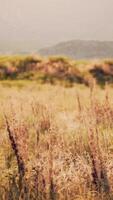 amazing shot of a rocky landscape partially covered with grass in a fog video