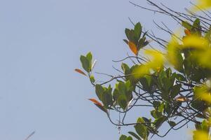 jackfruit leaves on a tree with a sky background photo