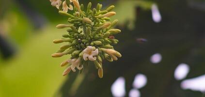 close up of papaya flowers with blurred background photo