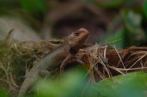 shot on wild calotes. -Calotes is a genus of lizards in the draconine clade of the family Agamidae. The genus contains 29 species. photo