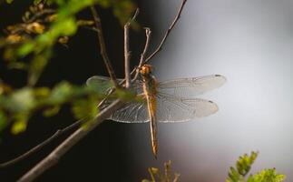 a dragonfly that lands on a dry branch photo