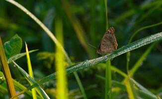 brown butterfly with the scientific name Hypolimnas bolina perched on a flower photo