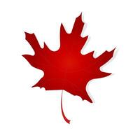 Red maple leaf on isolated background.Autumn symbol. vector